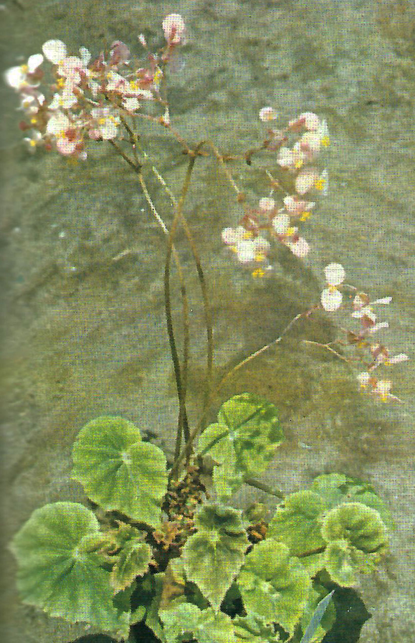B. ‘Carousel grex’